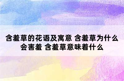 含羞草的花语及寓意 含羞草为什么会害羞 含羞草意味着什么